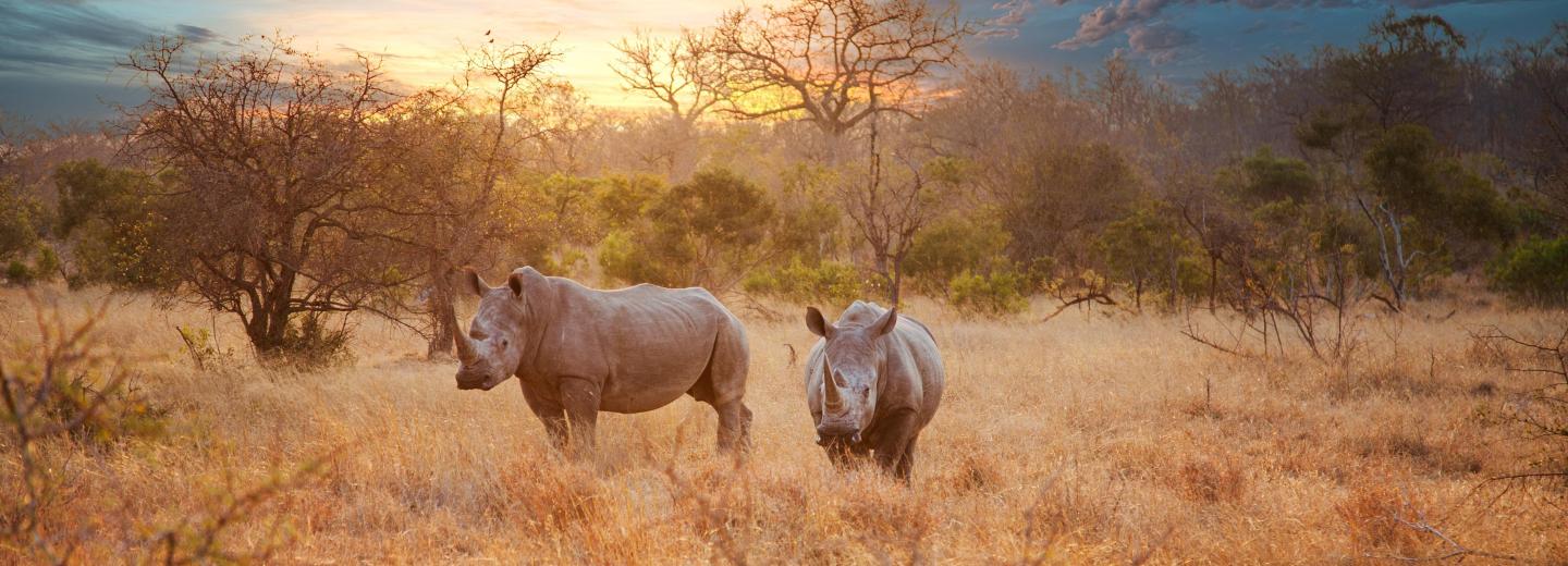 Kruger - Nationalpark