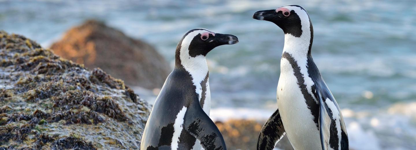 Pinguine am Boulders Beach
