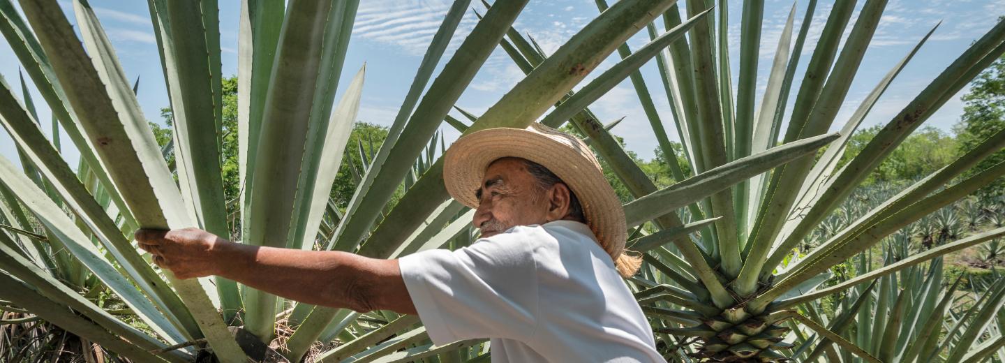 Von Mexiko-Stadt an die Karibik - Rundreise & Baden