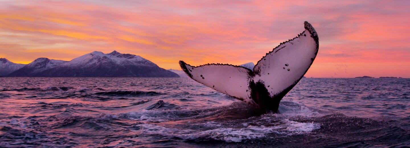 Az északi fény varázsa Tromsøben