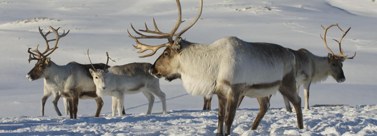 Az északi fény varázsa Tromsøben