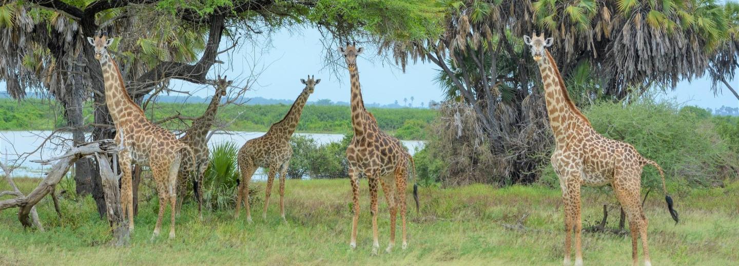 Selous - Nationalpark