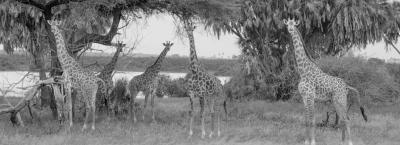 9835675/giraffe2_1773750111318.jpg
