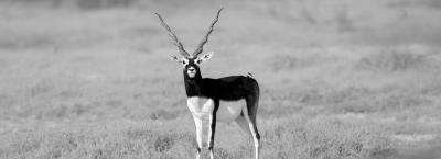 9835715/adobestock-693976878-endangered-species-blackbuck-in-bishnoi-village-forest-reserve-area-beautiful-male-and-female-blackbuck-captured-with-all-movement-in-natural-habitat-_1774455421676.jpeg