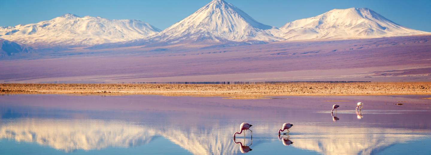 Laguna Chaxa, Atacama