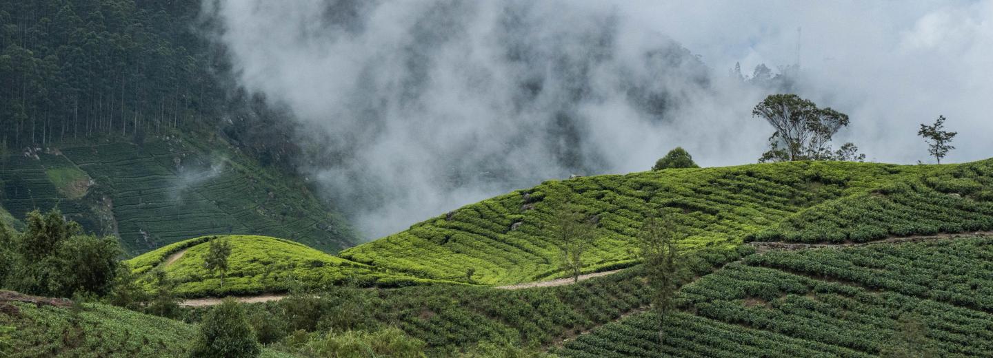 Srí Lanka és a Maldív-szigetek - körutazás és fürdőzés