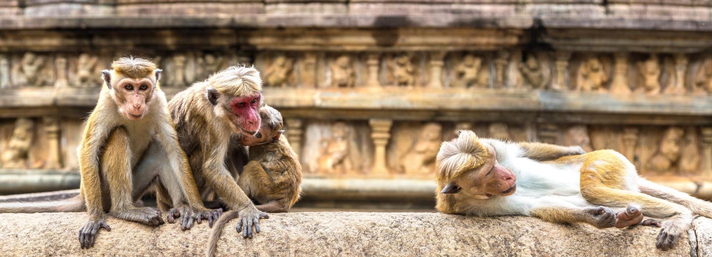 Srí Lanka és a Maldív-szigetek - körutazás és fürdőzés