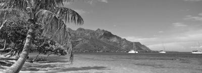 9837184/moorea-adobestock-68785767_1775119859807.jpeg