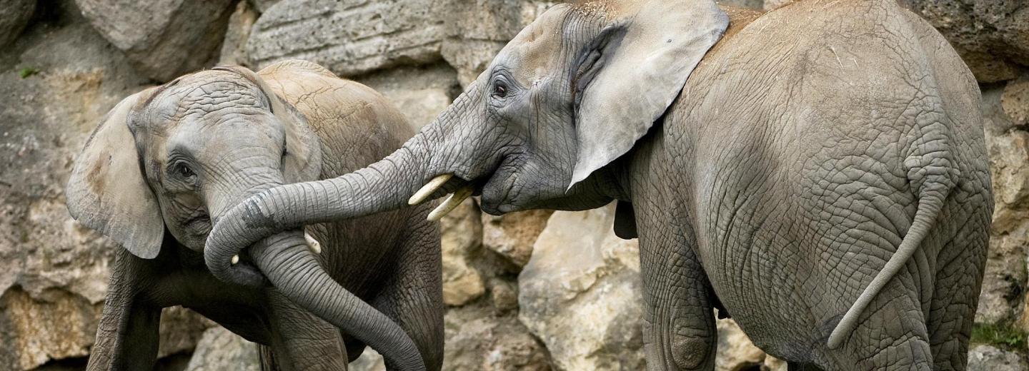 Schönbrunni Állatkert