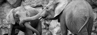 9838825/afrikanische-elefanten-c-daniel-zupanc-1-_1775734553123.jpg