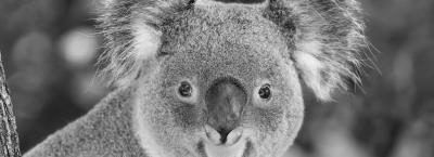 9838825/koala-c-daniel-zupanc-3-_1775732271827.jpg