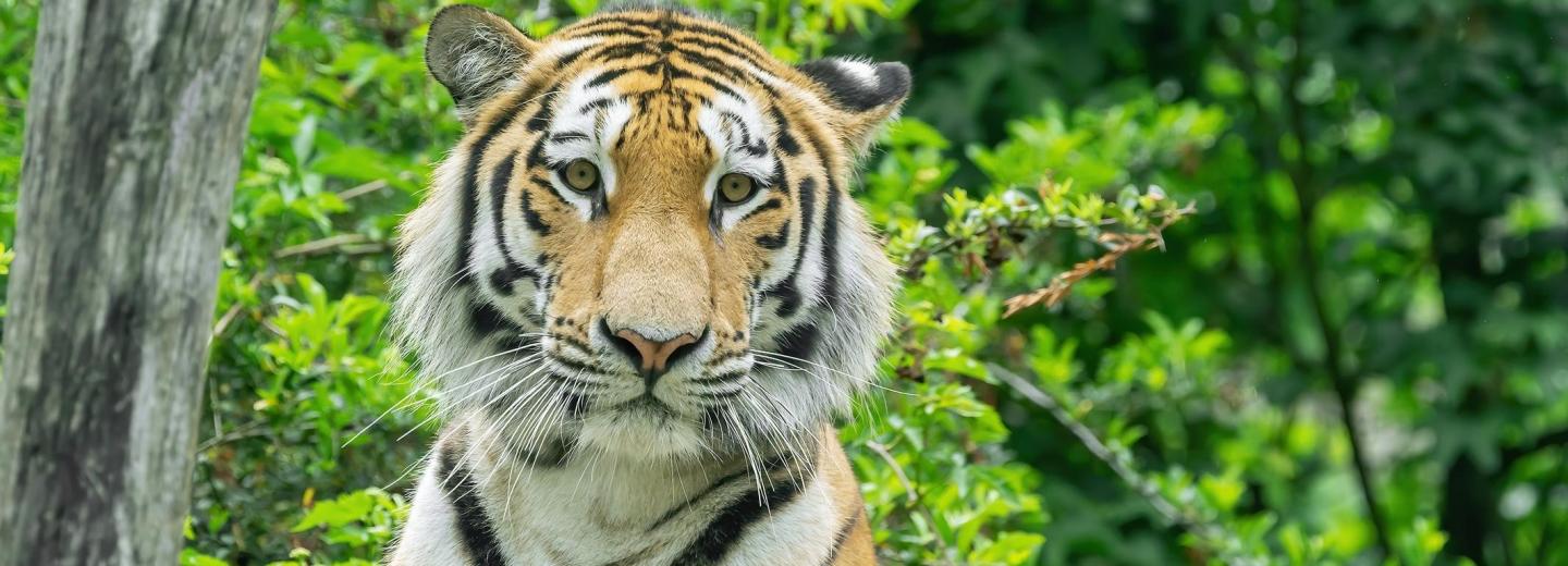 Schönbrunni Állatkert