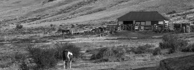 9840253/ranch-argentinien-adobestock-281430870_1776068638562.jpeg