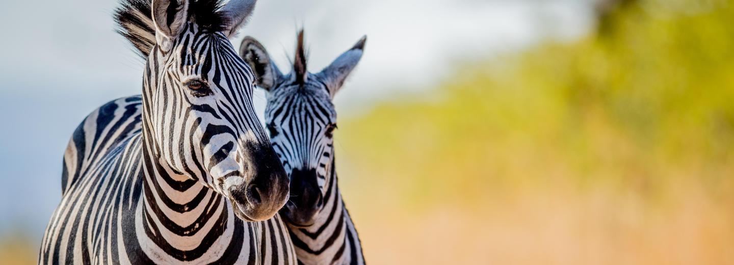 Dél-Afrika és Namíbia - hajóút