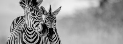 9840434/safari-adobestock-118984884_1776145838732.jpeg