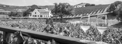 9840434/weinanbaugebiet-s-dafrika-adobestock-1774485024_1776146186087.jpeg