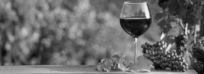 9846425/adobestock-551118055-rotweinglas-bei-weinberg-mit-trauben_1776938410355.jpeg