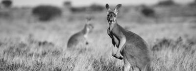 9865068/australien-adobestock-131998847_1778239884795.jpeg