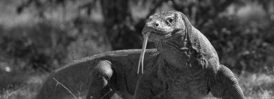9865068/komodo-adobestock-523758652_1778240250768.jpeg