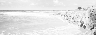 9868213/vbg224002-strand-von-malia-mit-blumen-kreta-griechenland_1778592902653.jpg