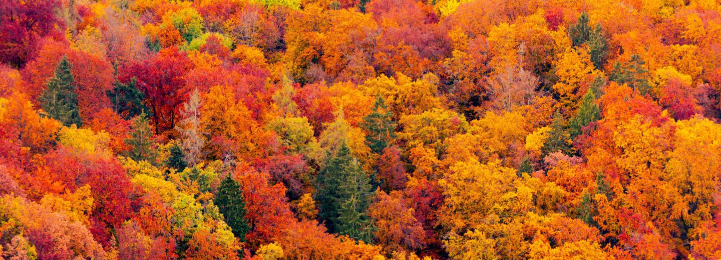Kanada & Indian Summer - Kreuzfahrt & City-Trip New York