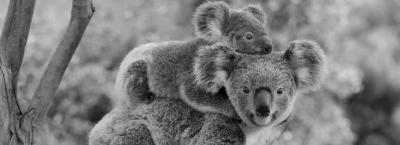 9869651/adobestock-198528846-koala-mit-baby_1778680556759.jpeg