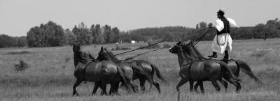 9895805/puszta-pferde-adobestock-69539158_1780494275304.jpeg